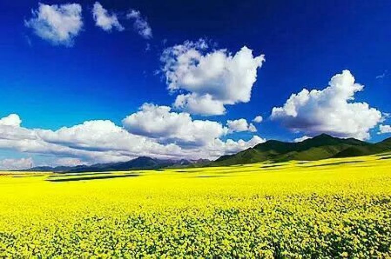 菜油一级