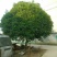 红豆杉苗20~30cm50~60cm70~80cm