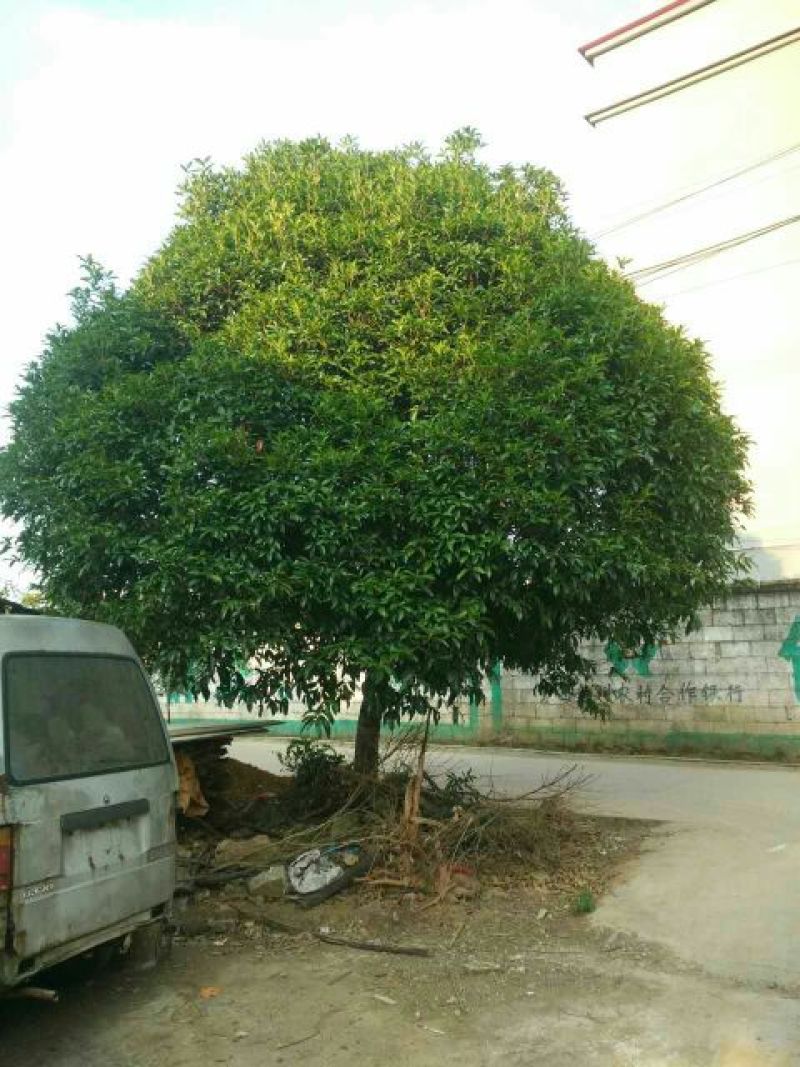 红豆杉苗20~30cm50~60cm70~80cm