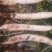 白皮白萝卜1~1.5斤起