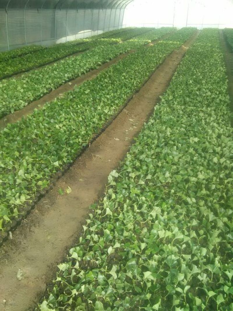 【推荐】紫香1号百香果苗10~20cm一手货源量大价优