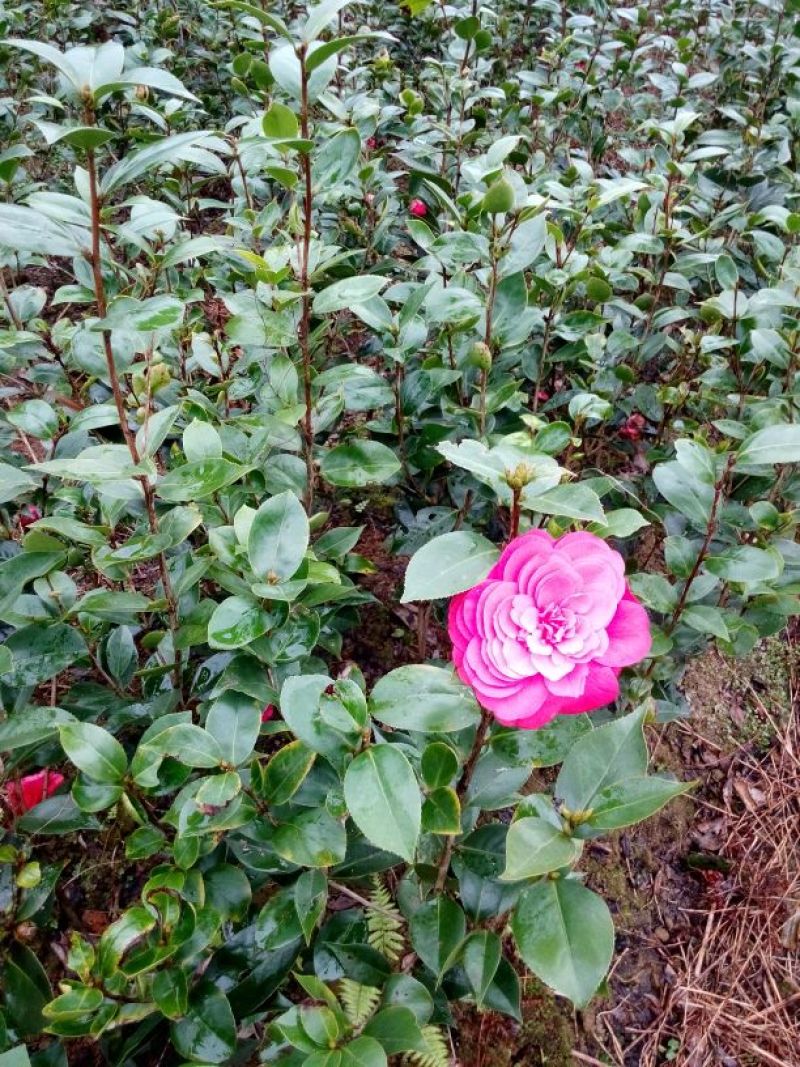 茶花树