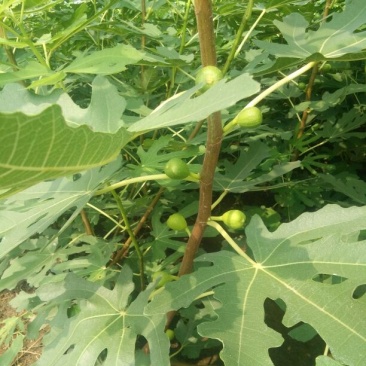 无花果树苗80~100cm，薄姬红无花果，需要的联系。