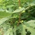 无花果树苗80~100cm，薄姬红无花果，需要的联系。