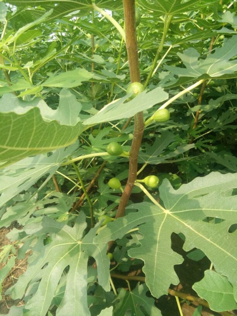 无花果树苗80~100cm，薄姬红无花果，需要的联系。