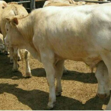 夏洛莱牛犊200~300kg