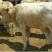 夏洛莱牛犊200~300kg