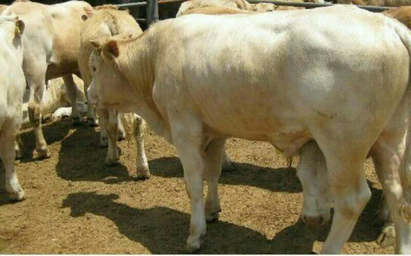夏洛莱牛犊200~300kg