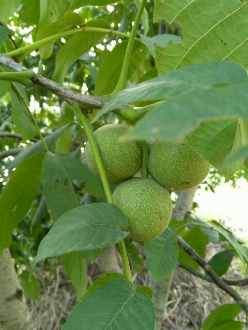 核桃树2~4cm4cm以下1.5~2米