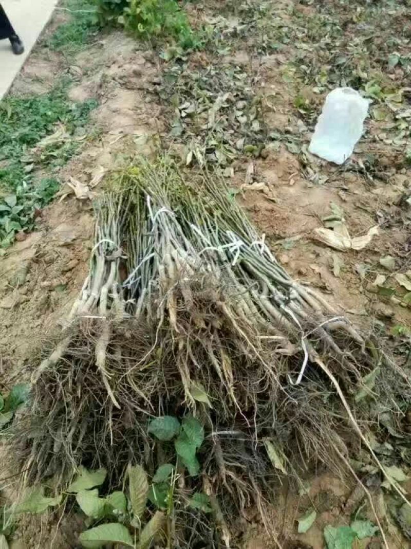 核桃苗二年苗150~200cm