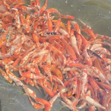 锦鲤鱼苗7两