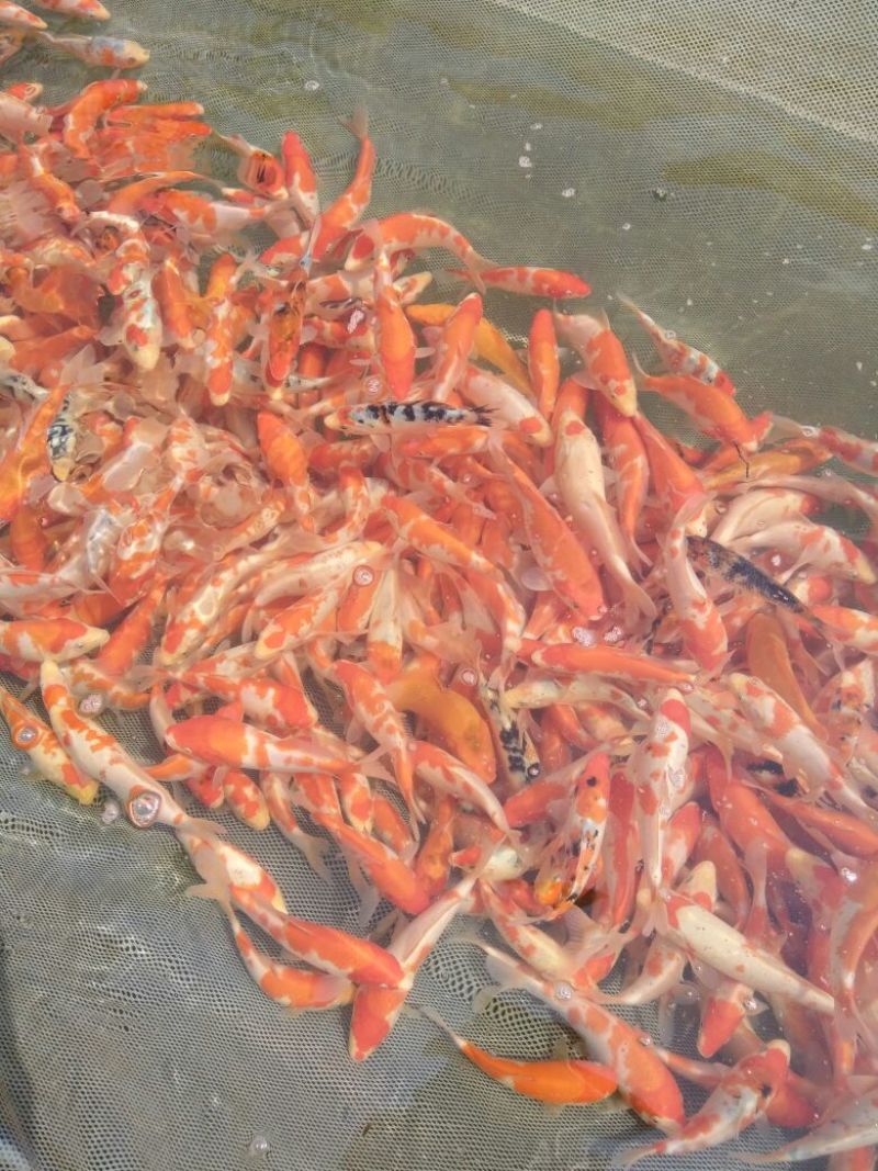 锦鲤鱼苗7两