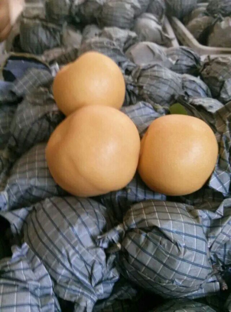 鸭梨200~250g纸加膜