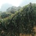 淮山药5~6厘米特级