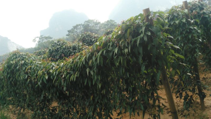 淮山药5~6厘米特级
