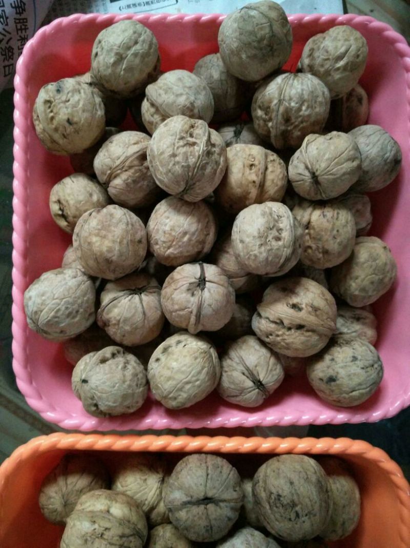 山核桃去皮干