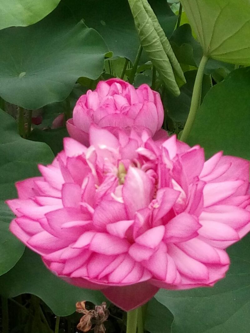 一串红10~30cm