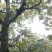 砀山梨200~250g光果
