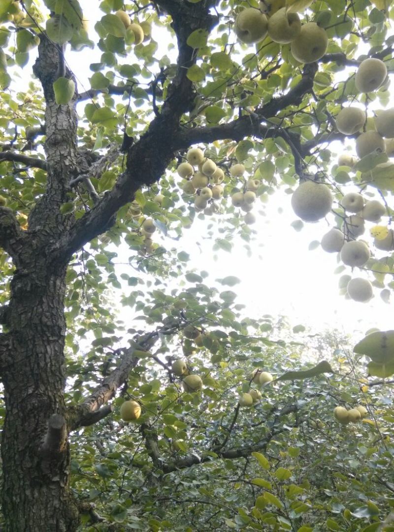 砀山梨200~250g光果