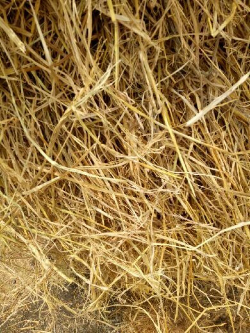 稻草60公分以下
