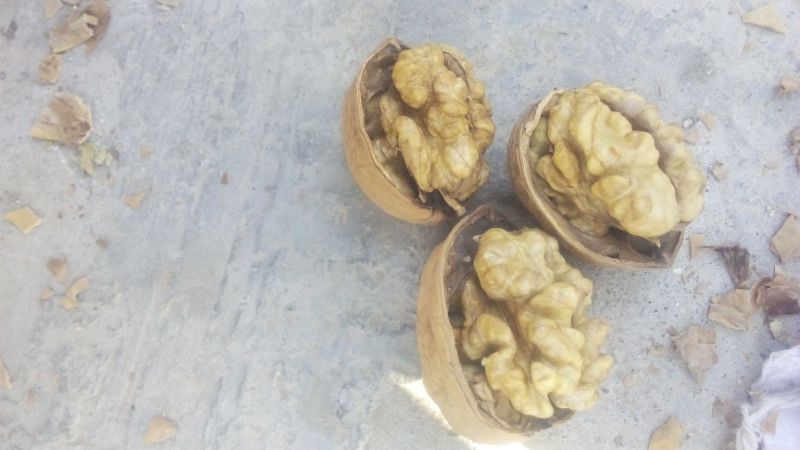 新疆185核桃去皮