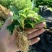 红颜草莓苗10~20cm