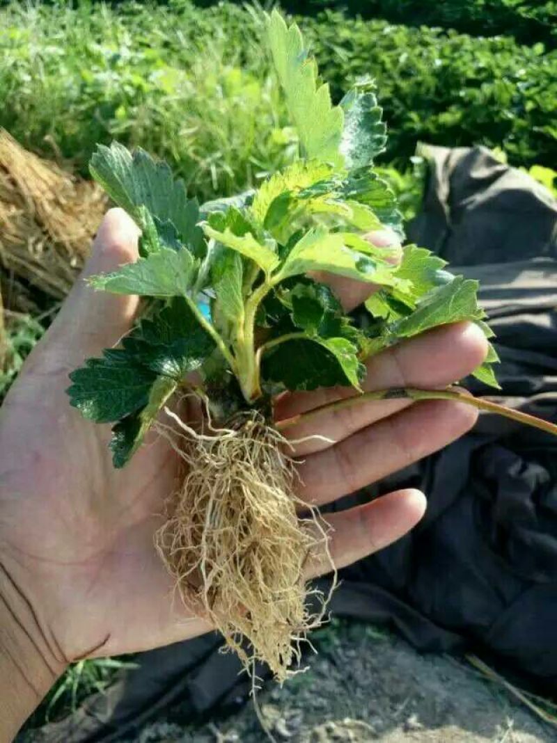 红颜草莓苗10~20cm
