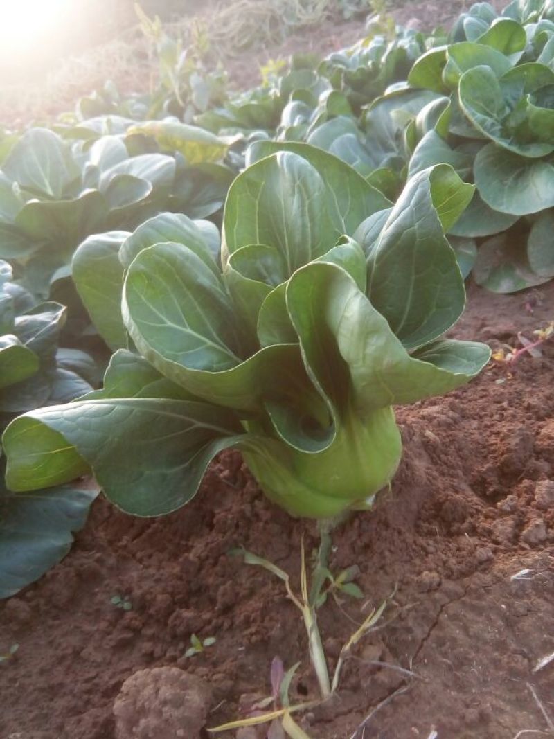 上海青苏州青小白菜8~10cm