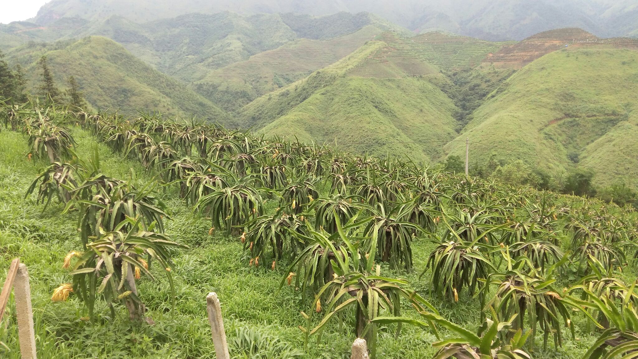 贵州黔南州罗甸县红心火龙果 中(5-7两)批发_赵