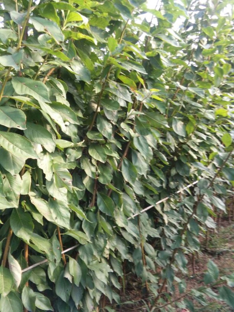 李子树苗50~100cm，西梅李子树苗。法兰西李子树苗
