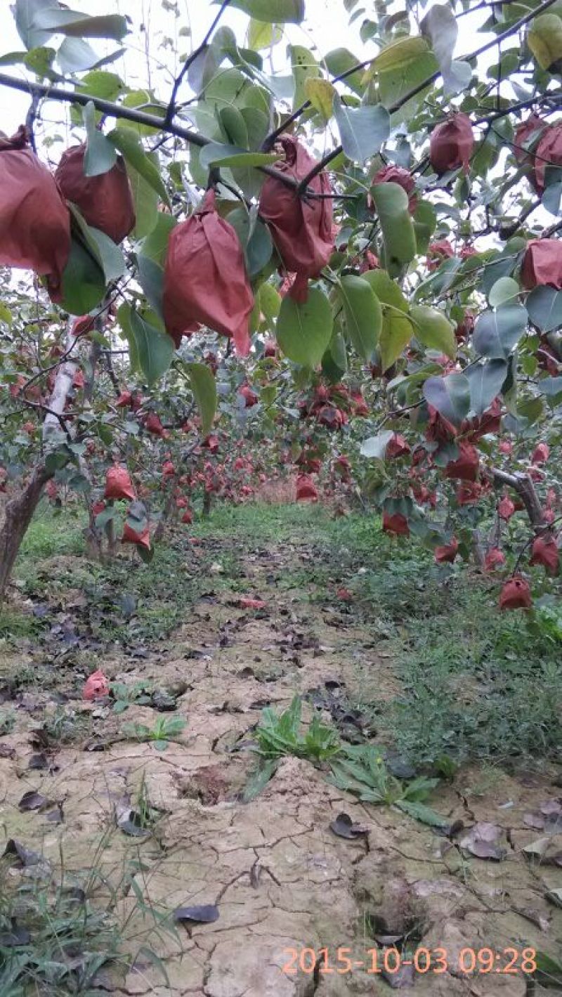 酥梨