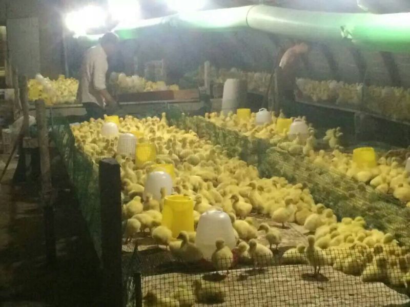 扬州大白鹅苗250g以下