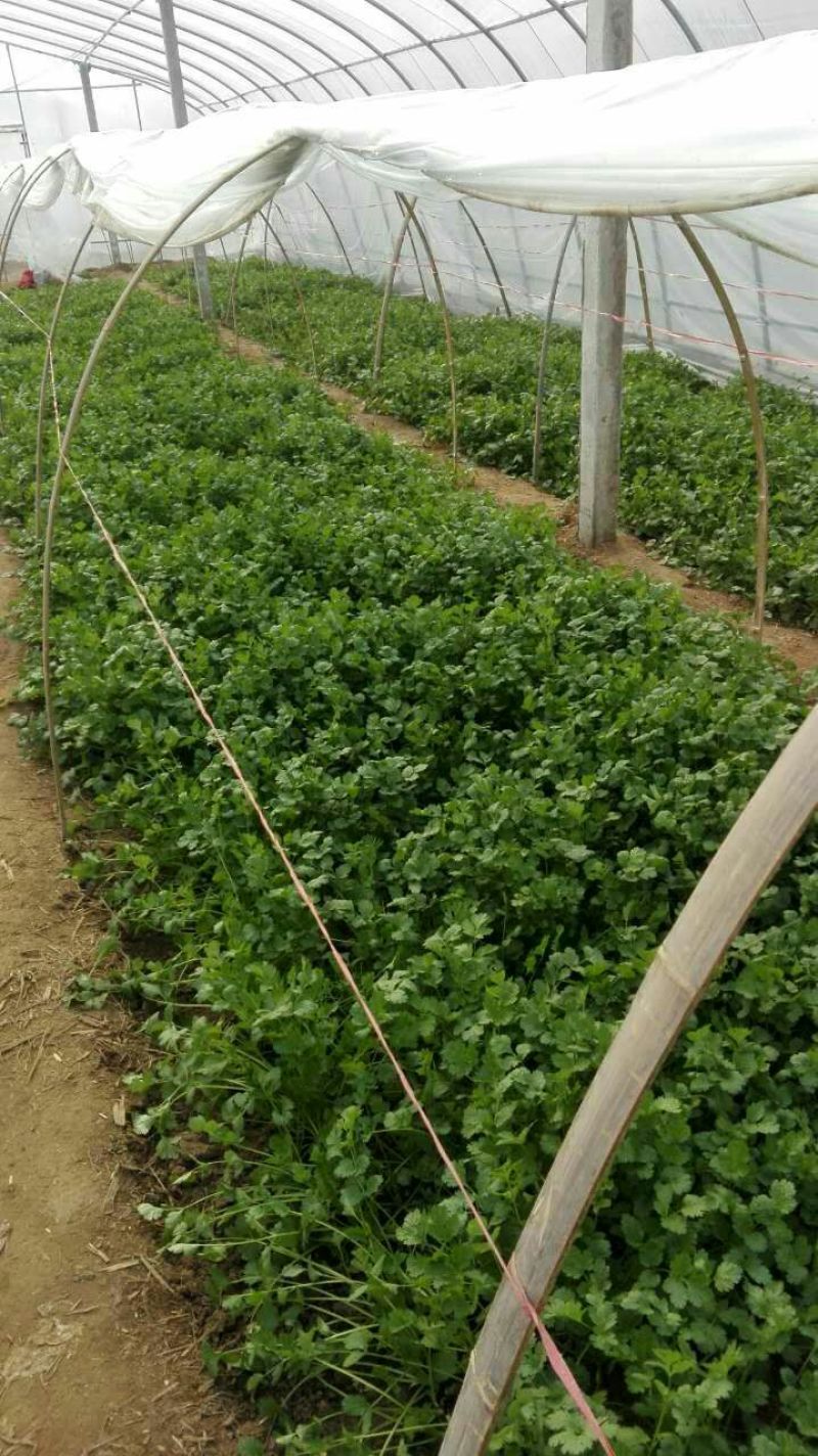 大叶菠菜20~25厘米
