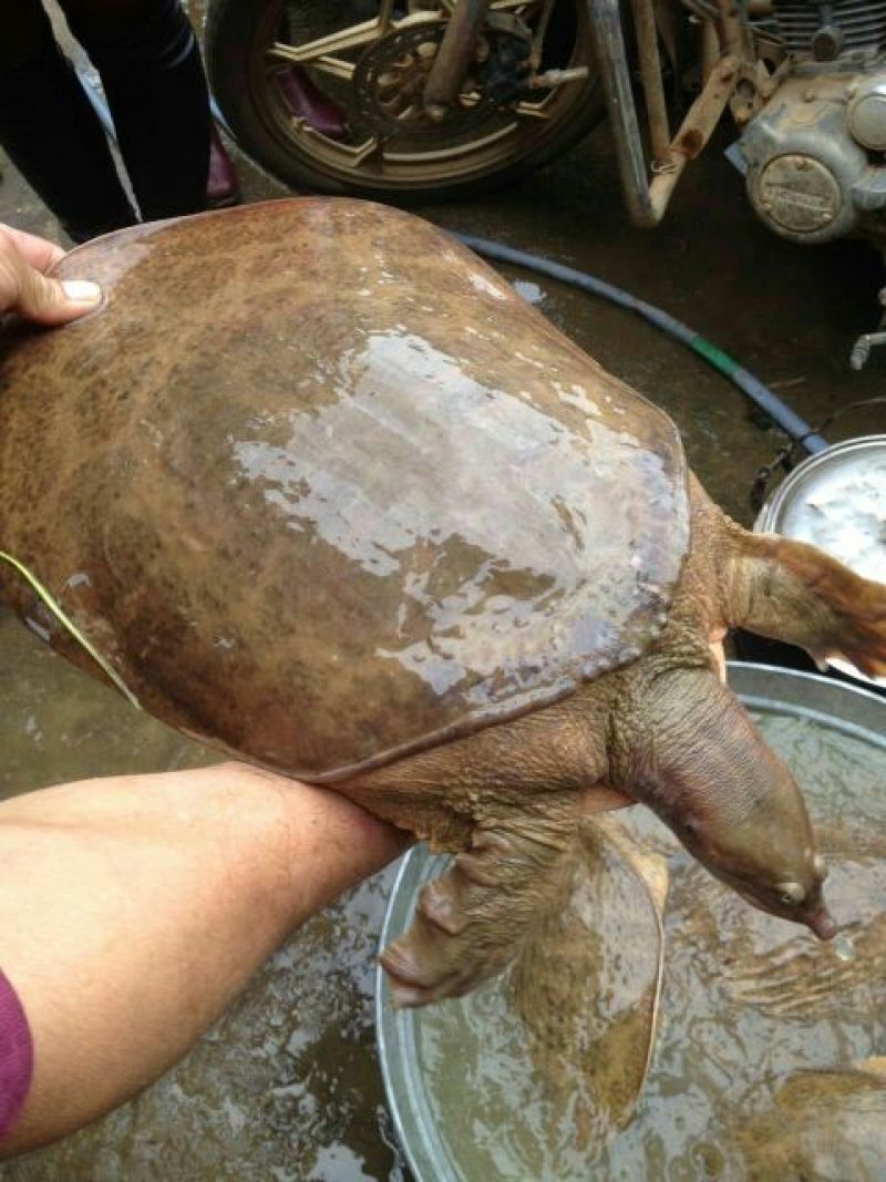 珍珠鳖