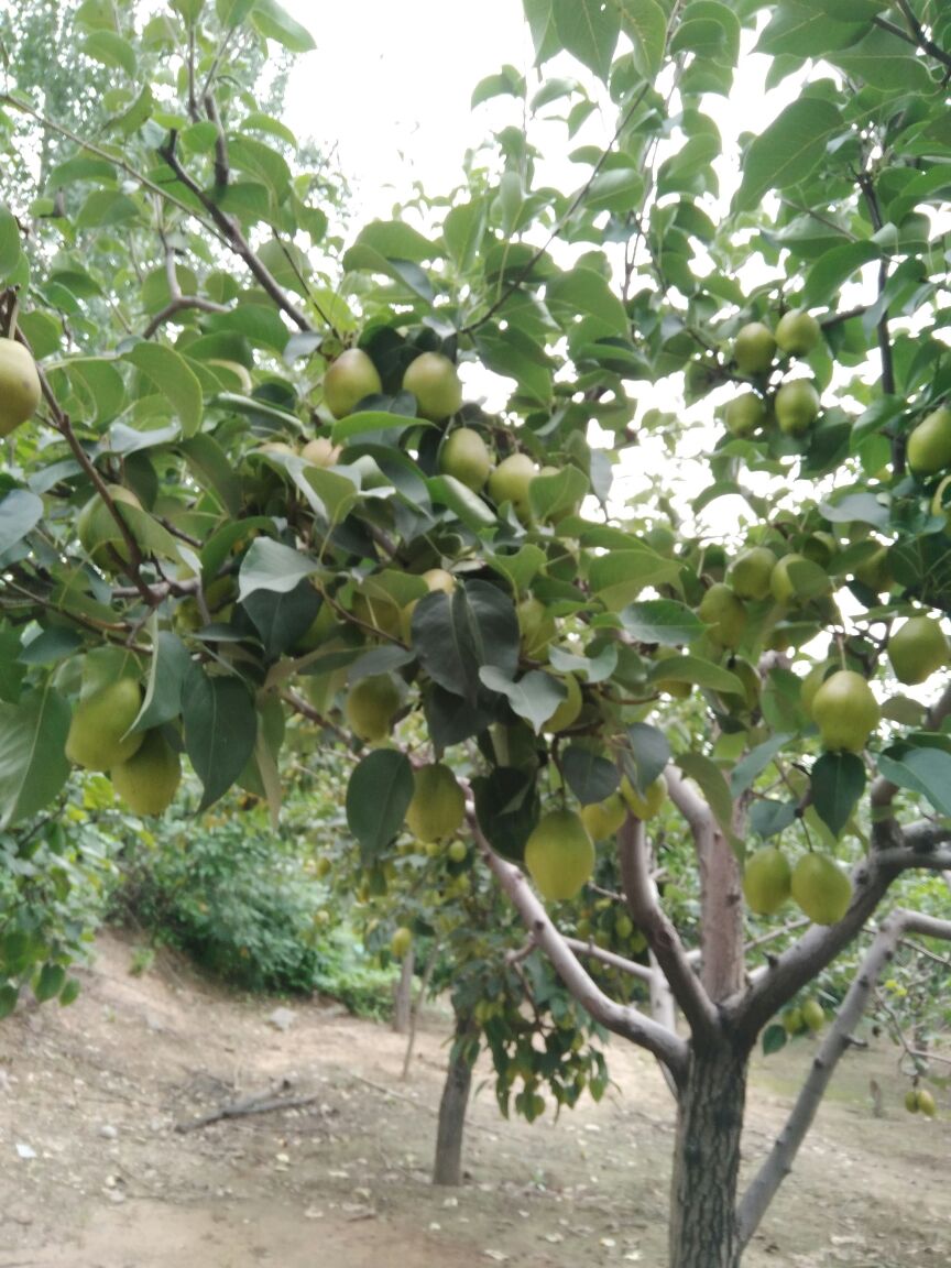 河南焦作市沁阳市红香酥梨 60~100g 光果批发