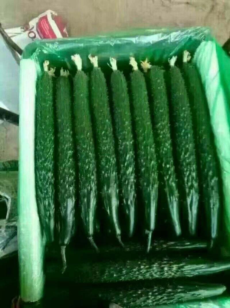 刺黄瓜22~25公分鲜花带刺，诚信瓜果蔬菜供应链供应