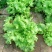 散叶生菜6两~0.78，质量好，价格稳定，诚信经营！