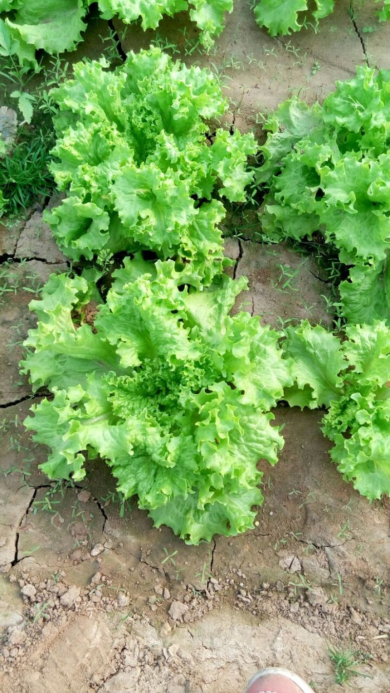 散叶生菜6两~0.78，质量好，价格稳定，诚信经营！
