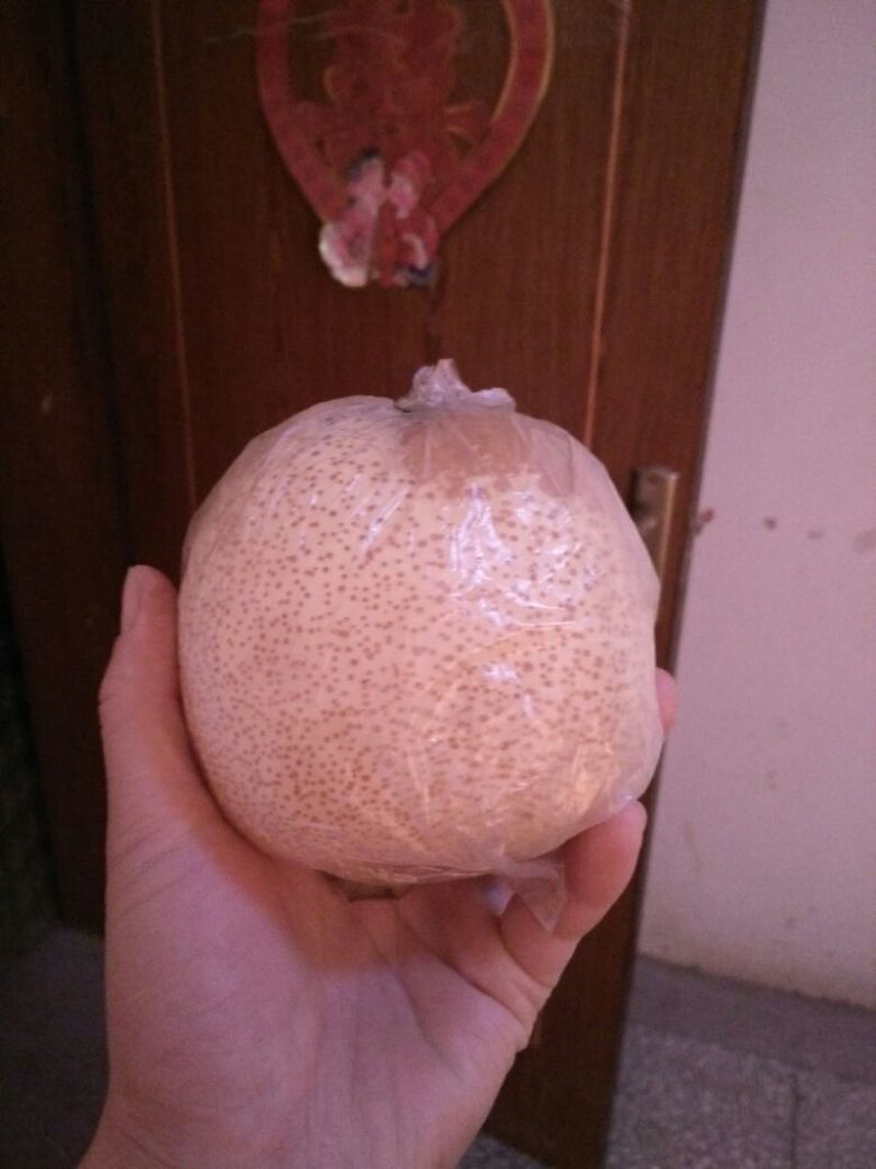 砀山梨300~350g膜袋
