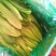油麦菜美冠20~25厘米以上精品品种多规格全价格低质量好