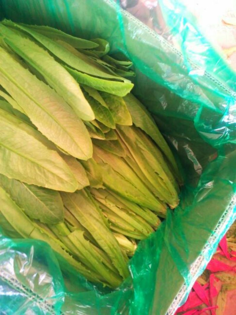 油麦菜美冠20~25厘米以上精品品种多规格全价格低质量好