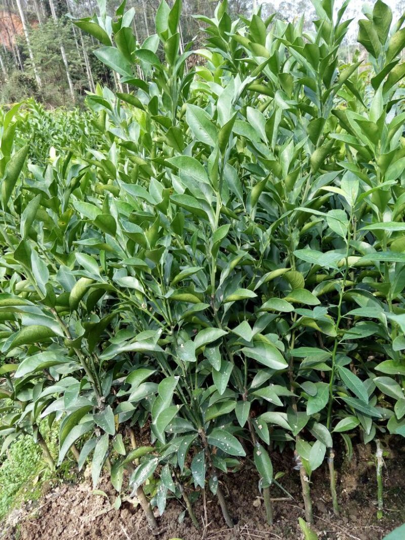 塔罗科血橙苗50~80cm