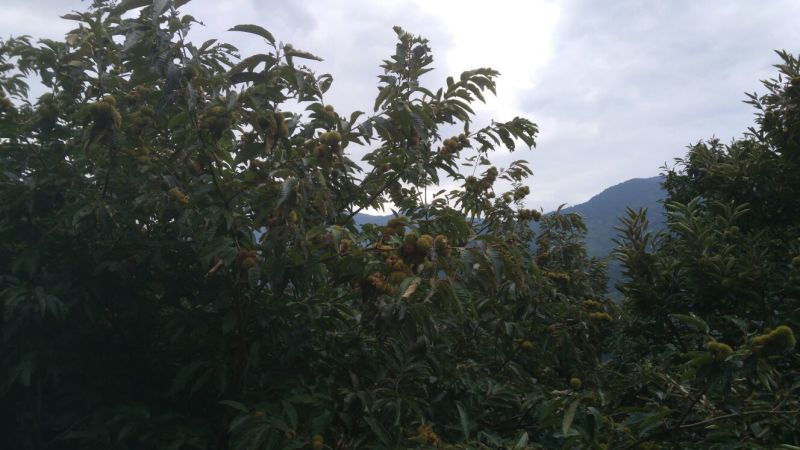 板栗炒栗种大粒