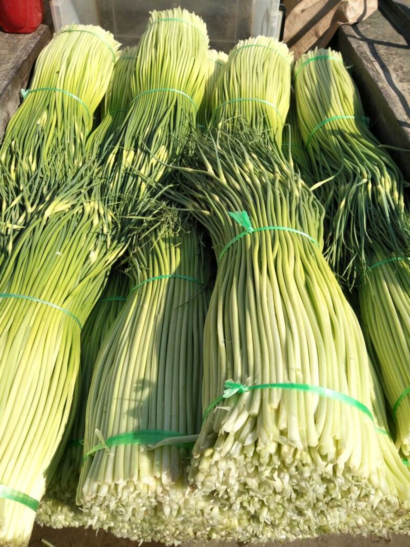 蒜薹70厘米以上，百戶营，新知幼儿园