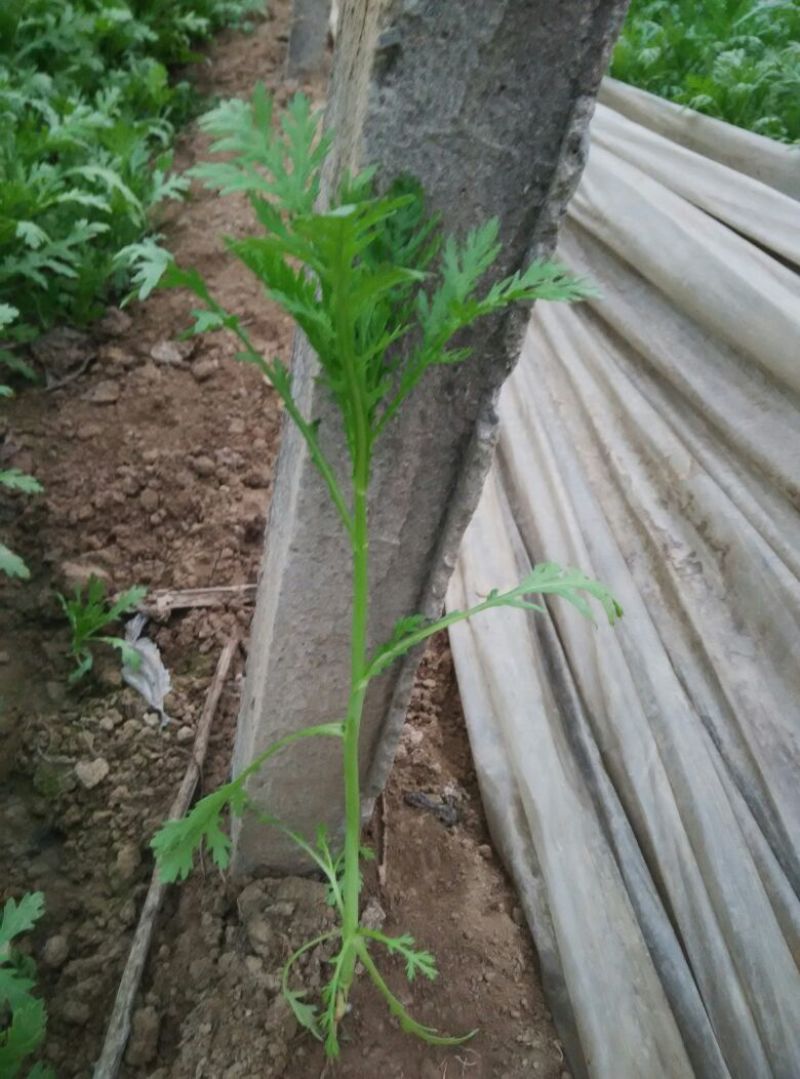 小叶茼蒿20~25cm