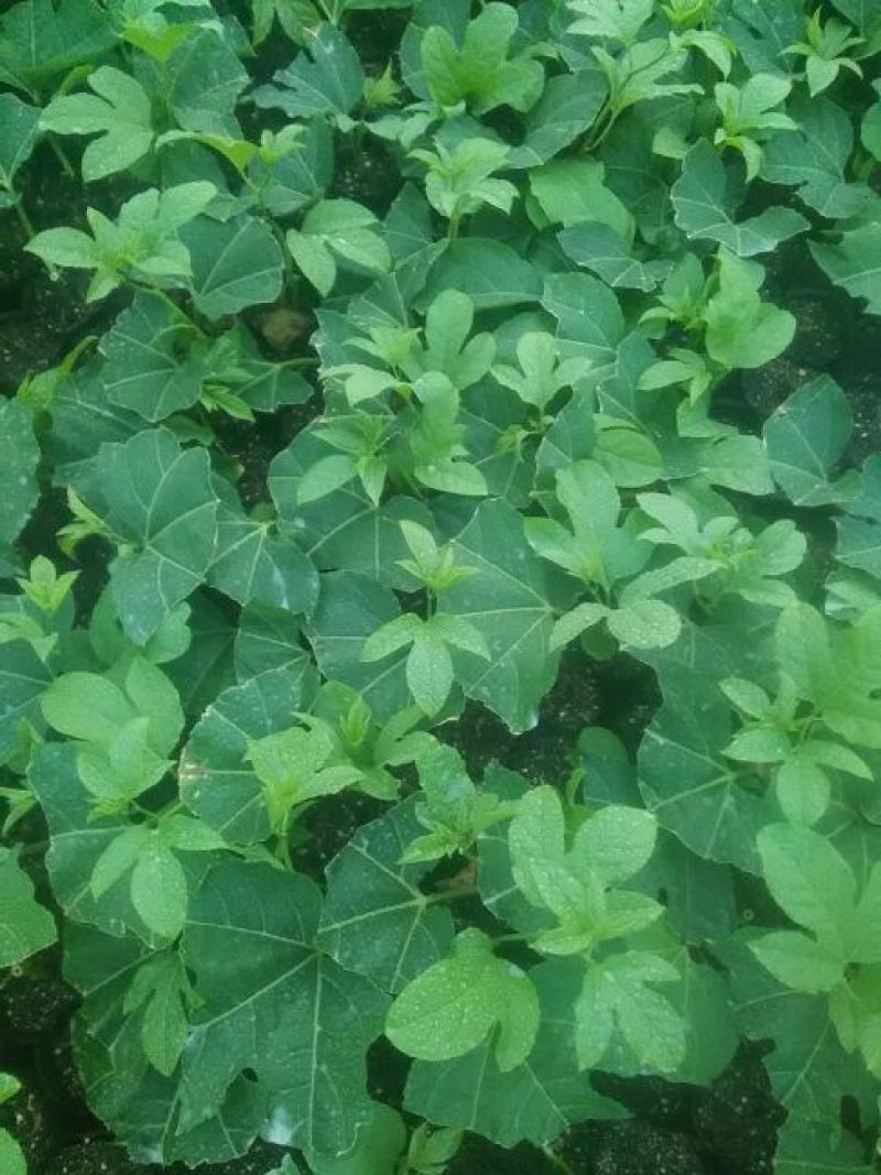 【推荐】紫香1号百香果苗10~20cm一手货源量大价优