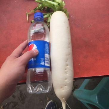白萝卜