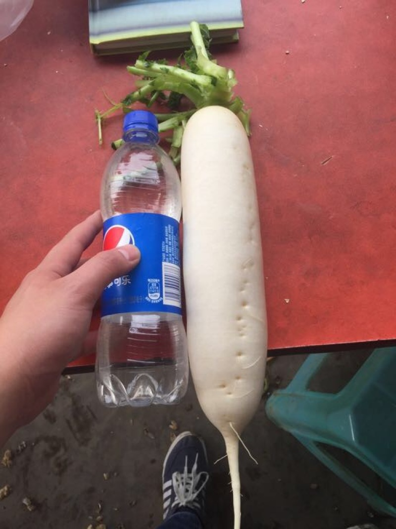 白萝卜