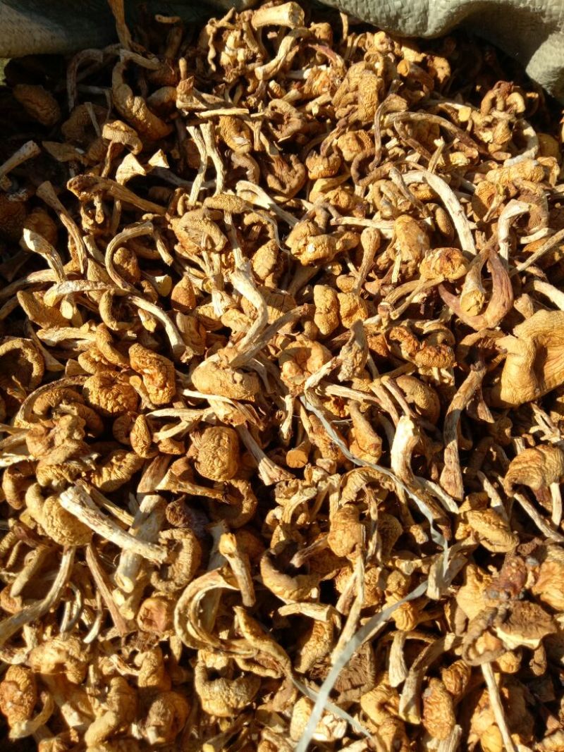 滑子菇干品