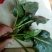 秋菠菜20~25厘米